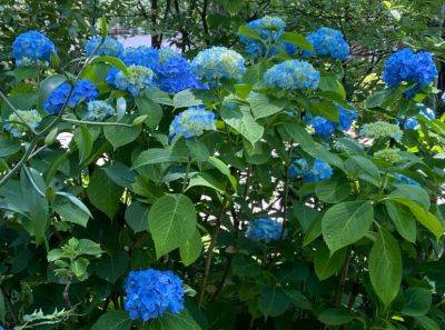 Hydrangea Hysteria - hgic.clemson.edu