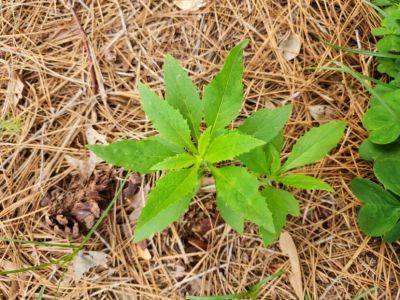 Weed of the Month- American Burnweed - hgic.clemson.edu - Usa