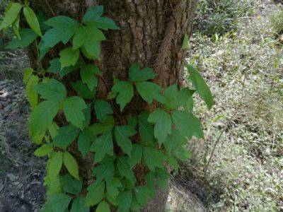 What Is It? Wednesday – Poison Ivy - hgic.clemson.edu
