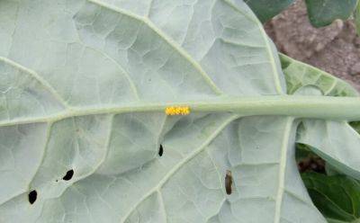 What Is It? Wednesday – Lady Beetle Eggs - hgic.clemson.edu - state South Carolina