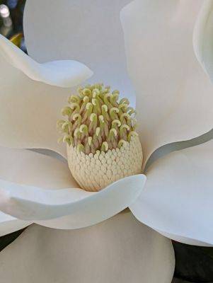 South Carolina Native Magnolias - hgic.clemson.edu - state South Carolina - county Garden
