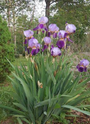 This Month in Your Garden- April 2023 - hgic.clemson.edu