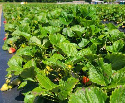 SC Fruit and Vegetable Field Report – April 24, 2023 - hgic.clemson.edu