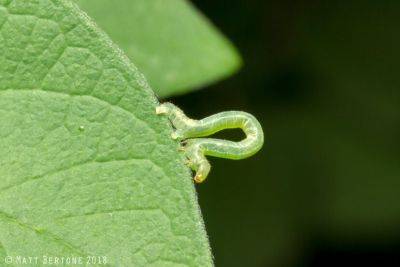 Caterpillars for the Birds - hgic.clemson.edu - Usa