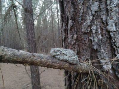 What Is It? Wednesday- Cope’s Grey Treefrog - hgic.clemson.edu