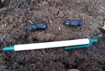 What is It? Wednesday- Bess Beetles - hgic.clemson.edu