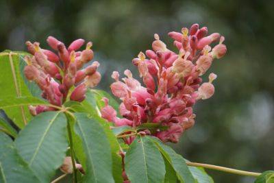 Favorite Native Shrubs And Trees - hgic.clemson.edu - Usa - state Florida - state Virginia