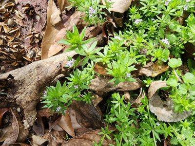 Weed of the Month – Field Madder - hgic.clemson.edu