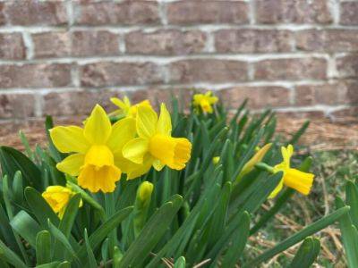 Caring for Spring-blooming Bulbs - hgic.clemson.edu