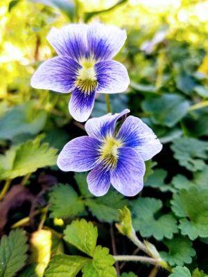 Common Violets, a Beautiful Treasure - hgic.clemson.edu