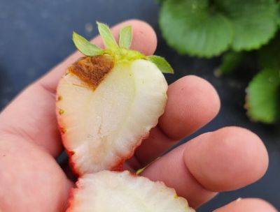 SC Fruit and Vegetable Field Report – March 27, 2023 - hgic.clemson.edu