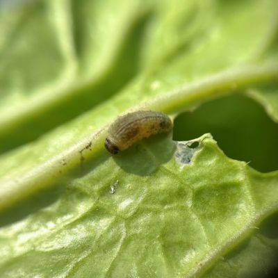 What is It? Wednesday – Yellowmargin Leaf Beetle and Vegetable Weevil damage - hgic.clemson.edu