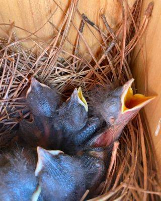 Attracting Wildlife to Your Backyard - hgic.clemson.edu - Usa