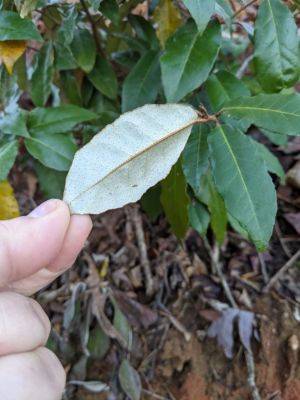 WANTED: Elaeagnus – Dead, Not Alive - hgic.clemson.edu - China - Britain - state South Carolina - county Garden