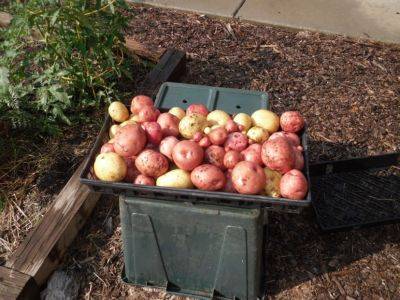 Time for Taters - hgic.clemson.edu - Ireland - state South Carolina