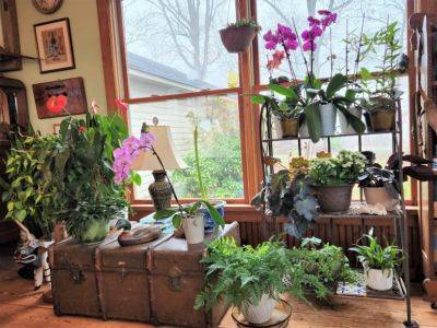 Brighten Up Your Home with Houseplants - hgic.clemson.edu
