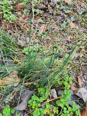 Weed of the Month – Wild Garlic - hgic.clemson.edu