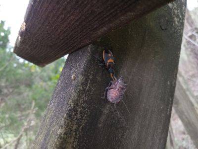 What is It? Wednesday – Florida Predatory Stink Bug - hgic.clemson.edu - state Florida