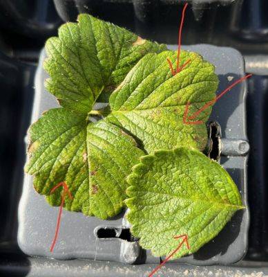 What Is It? Wednesday – Spider Mites on Strawberries - hgic.clemson.edu