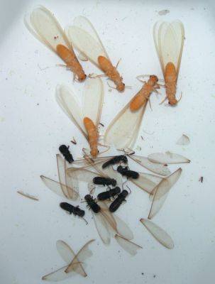 Formosan Termites Increase Distribution in SC - hgic.clemson.edu - state South Carolina