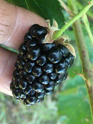 SC Fruit And Vegetable Field Report – October 17, 2022 - hgic.clemson.edu - state South Carolina