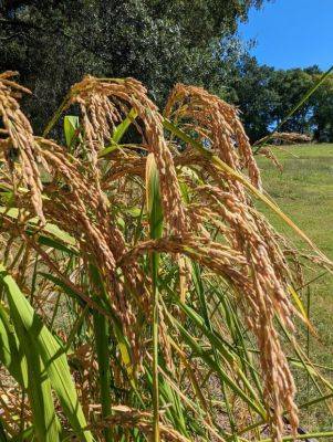 “Carolina Gold” Rice Growing in the Hanover House Garden - hgic.clemson.edu - state South Carolina - county Garden