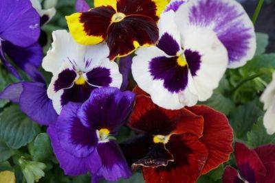 Pansies, Violas, and Panolas—Oh My! - hgic.clemson.edu