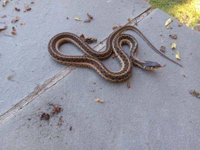 What Is It? Wednesday – Eastern Garter Snake - hgic.clemson.edu - state South Carolina