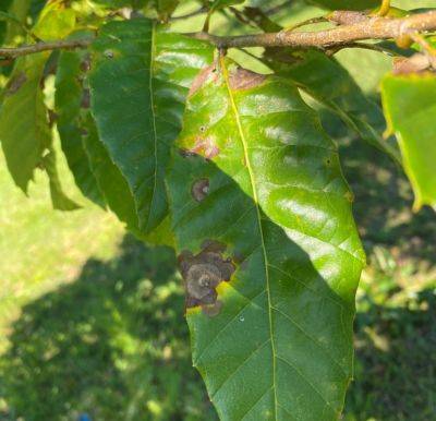 What Is It? Wednesday – Large Leaf Spot - hgic.clemson.edu - state South Carolina