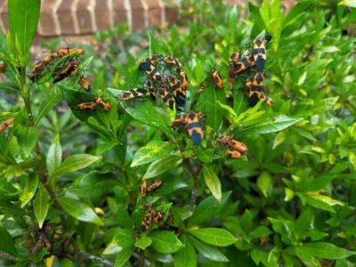 K.I.S.S Garden Pests – The Lazy Gardener’s Garden Pests - hgic.clemson.edu