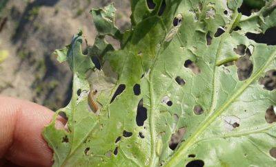 What Is It? Wednesday – Cabbage Webworm - hgic.clemson.edu