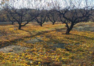 Color Change and Leaf Drop in Deciduous Fruit Trees - hgic.clemson.edu