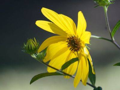 Swamp Sunflower - hgic.clemson.edu - state Louisiana - state South Carolina