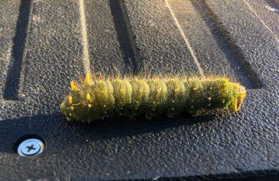 What Is It? Wednesday? – Imperial Moth Caterpillar - hgic.clemson.edu