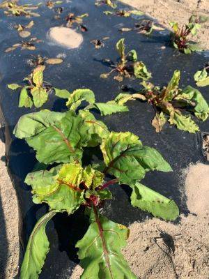 What Is It? Wednesday- Glyphosate Damage on Beets - hgic.clemson.edu