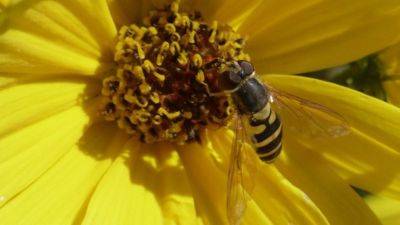 Little Hover Flies are a Big Beneficial Insect - hgic.clemson.edu - Usa