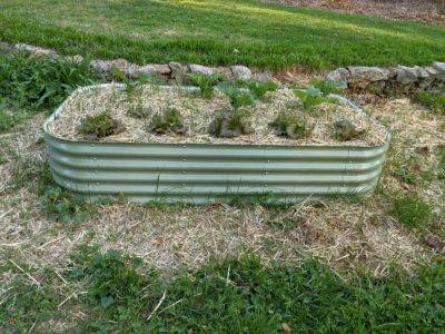 K.I.S.S. Vegetable Gardening – The Lazy Gardener’s Vegetable Garden - hgic.clemson.edu