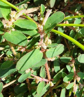 Weed of the Month – Prostrate Spurge - hgic.clemson.edu - state South Carolina