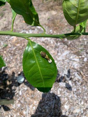 What Is It? Wednesday – Giant Swallowtail Caterpillar - hgic.clemson.edu