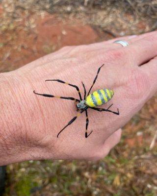 Joro Spider - hgic.clemson.edu - Usa - Georgia - state South Carolina
