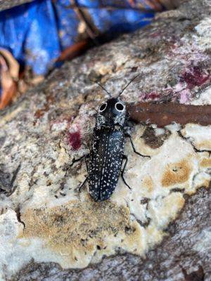 Eastern Eyed Click Beetle - hgic.clemson.edu - state South Carolina