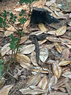 Living with Snakes - hgic.clemson.edu - state South Carolina