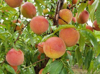 SC Fruit and Vegetable Field Report- July 18, 2022 - hgic.clemson.edu