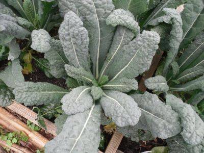 Kale Is a Headless Cabbage - hgic.clemson.edu - state South Carolina