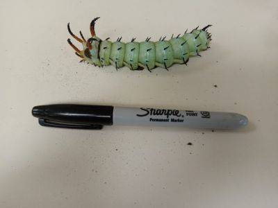 What Is It? Wednesday – Hickory Horned Devil Caterpillar - hgic.clemson.edu