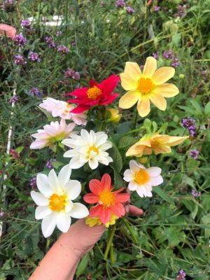 Saving Seeds from Dahlias - hgic.clemson.edu