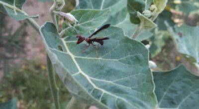 What Is It? Wednesday – Mantidfly - hgic.clemson.edu