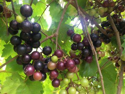SC Fruit and Vegetable Field Report – August 30, 2022 - hgic.clemson.edu