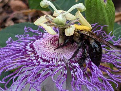 Pollinator Week – Bee Discoveries - hgic.clemson.edu - state South Carolina - county Garden