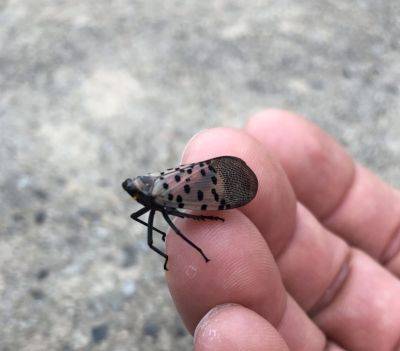 The Spotted Lanternfly Moves Closer To South Carolina - hgic.clemson.edu - New York - state Pennsylvania - state Maryland - state Virginia - state Ohio - state North Carolina - state Connecticut - state Massachusets - state New Jersey - state South Carolina - state Indiana - state Delaware